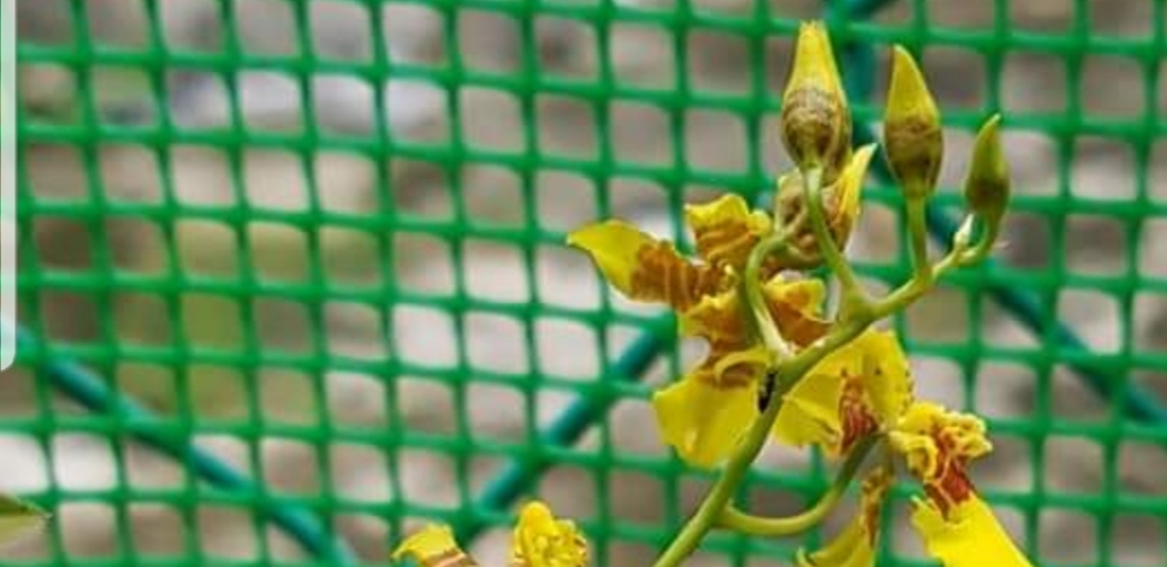 10% OFF ON FERTILIZER